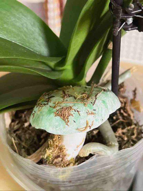 南女子手搓野生菌冰箱贴超逼真pg电子开屏