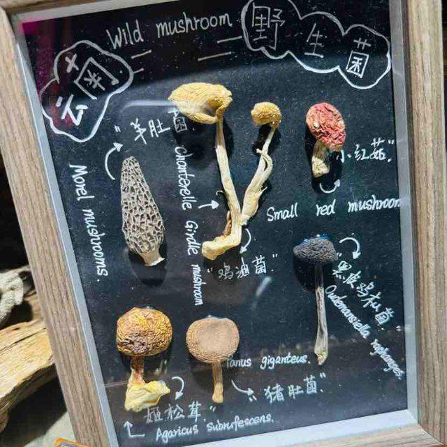 南女子手搓野生菌冰箱贴超逼真pg电子开屏热搜放大镜｜云(图4)